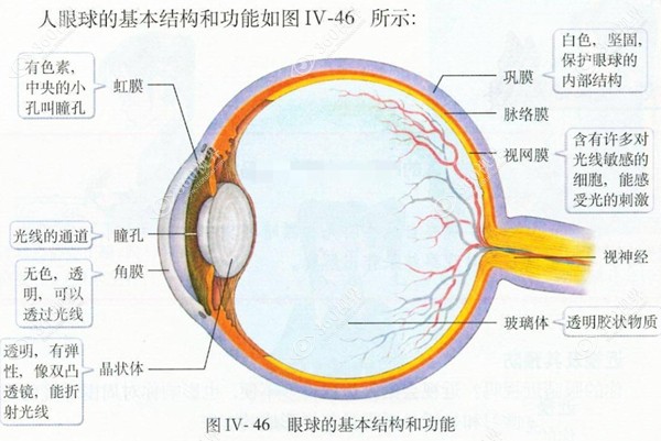眼球基本结构www.360tulou.com