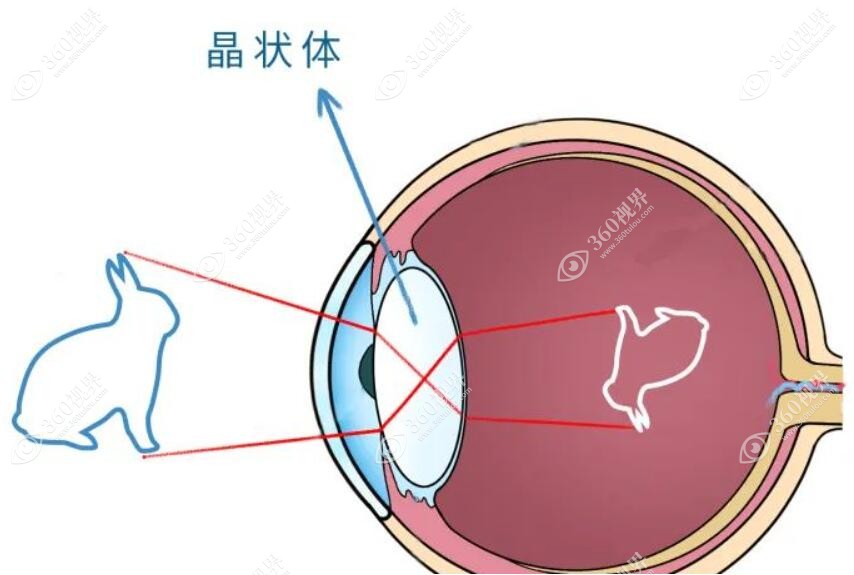 晶状体的位置www.360tulou.com