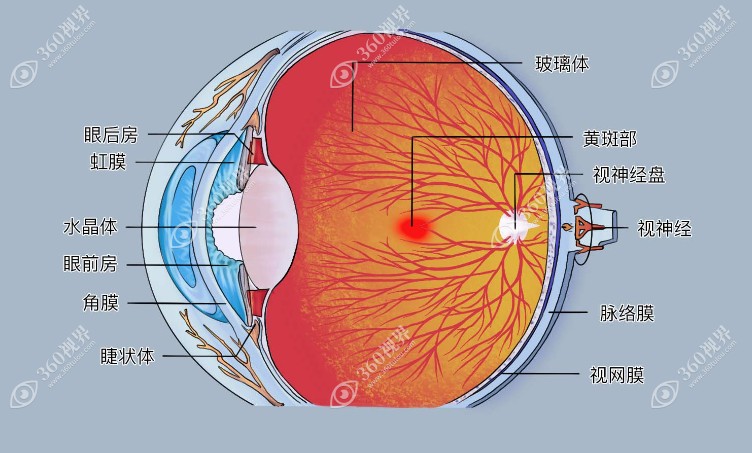 眼部侧切分解图