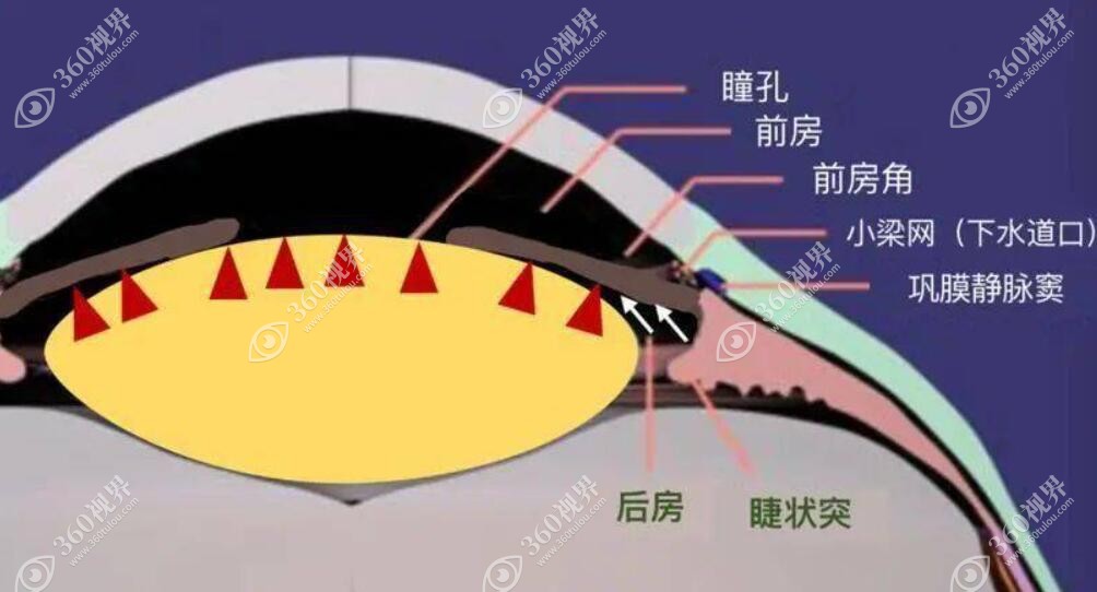 眼睛解剖结构360tulou.com