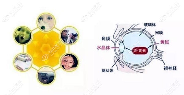 叶黄素对近视眼真的有效吗?仅对眼睛有好处,但不能改善近视