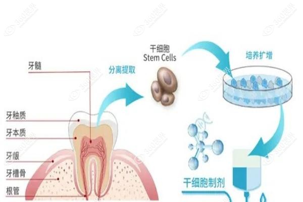 再生牙技术什么时候能实现